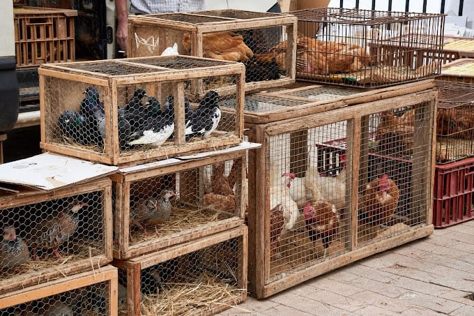 Aves en el mercadillo de Sineu