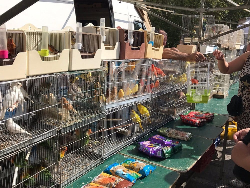 Pájaros en el mercadillo de Tordera