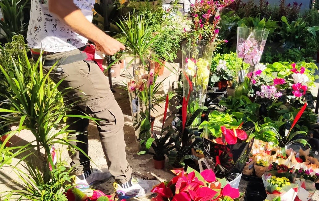Plantas en el mercadillo de Santa María de Gracia