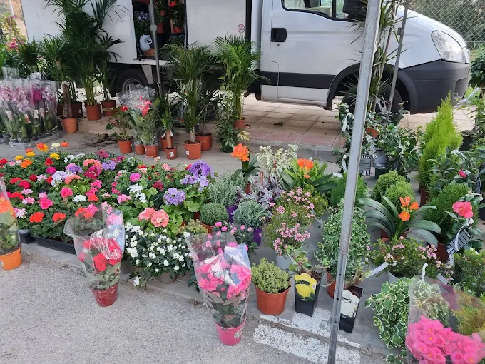 Plantas en el Mercadillo de Estepona